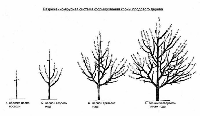Наиболее удачным для рябины Гранатная является формирование разреженно-ярусной кроны