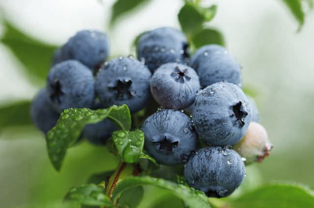 Патриот — один из известных среднерослых сортов