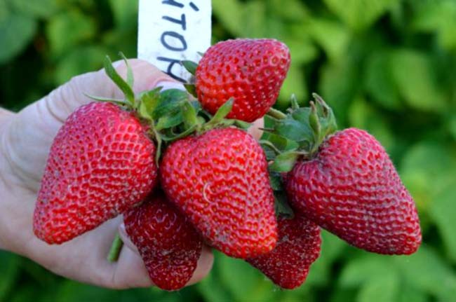 Земляника Брайтон рекомендована для выращивания на территории Урала и Сибири
