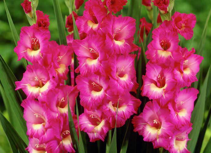 При полном соответствии основным критериям гладиолусы будут радовать своим цветением не один год