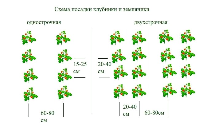 Клубника Заря высаживается согласно стандартной схеме