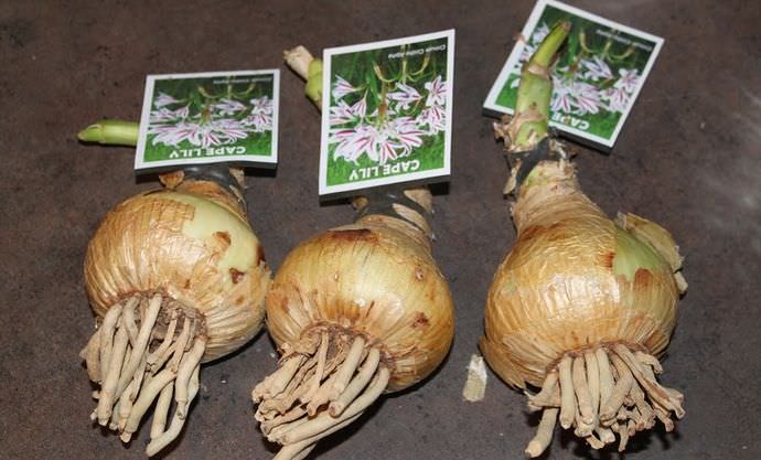 Поврежденные чешуйки эухариса аккуратно нужно отделить от луковицы вместе с частью донца