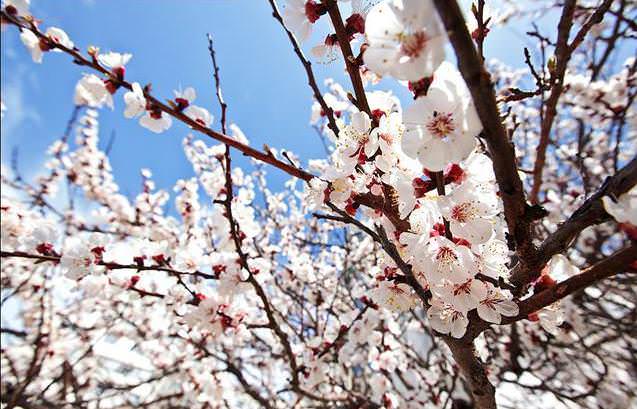 Плодоносить абрикос сорта «Россиянин» начинает в середине июля