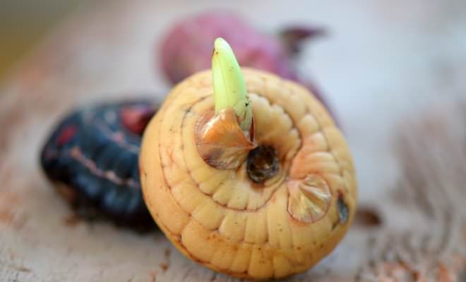 Перед посадкой луковицы гладиолусов необходимо осмотреть