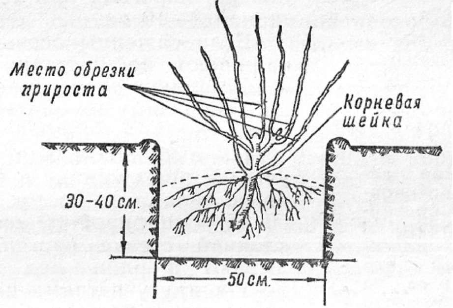 Черная смородина Селеченская 2 и Селеченская высаживается согласно стандартной схеме