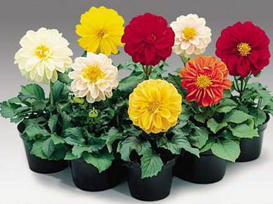 Низкорослые георгины — это цветы, у которых рост не более 55-60 см