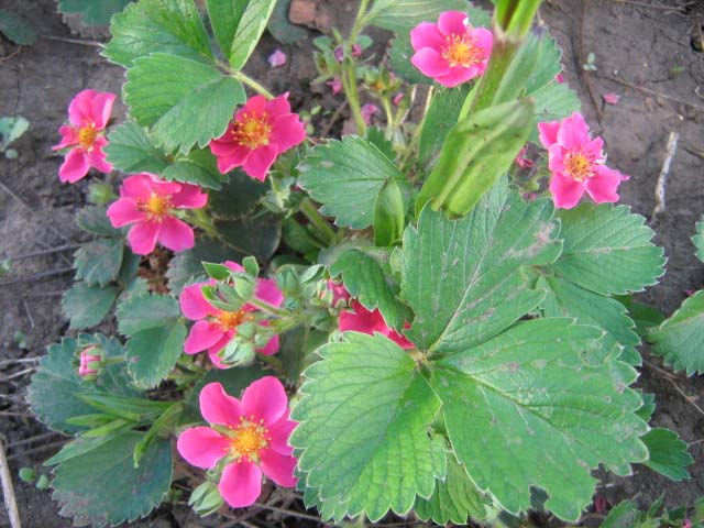 Сорта с розовыми цветками являются необычайно красивыми, поэтому часто используются в ландшафтном дизайне