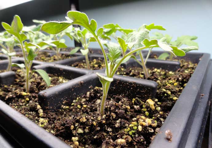 Лучшее время для выращивания рассады – середина марта