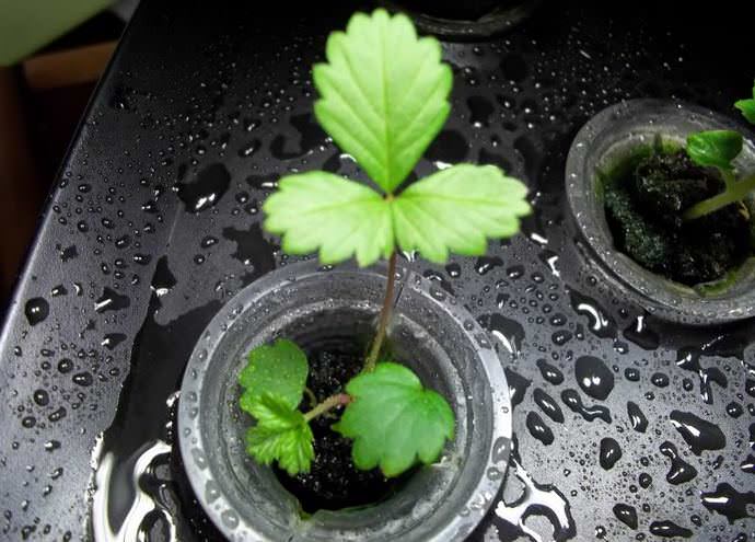 Высевать земляничные семена сорта «Золушка» лучше всего по одному, что позволит не проводить трудоемкую операцию по пикированию сеянцев