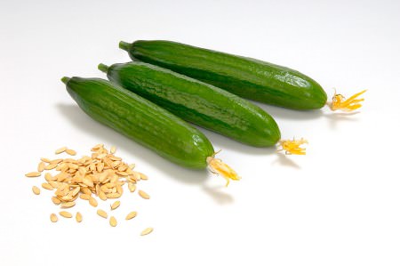 Выбрать лучшие для вашего участка семена огурцов не так уж сложно