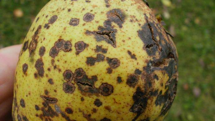 Парша – одно из опасных грибных заболеваний груши