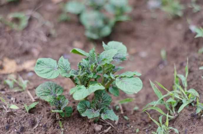От времени посадки зависит урожайность картофеля