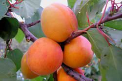 Абрикос Мелитопольский пользуется популярностью