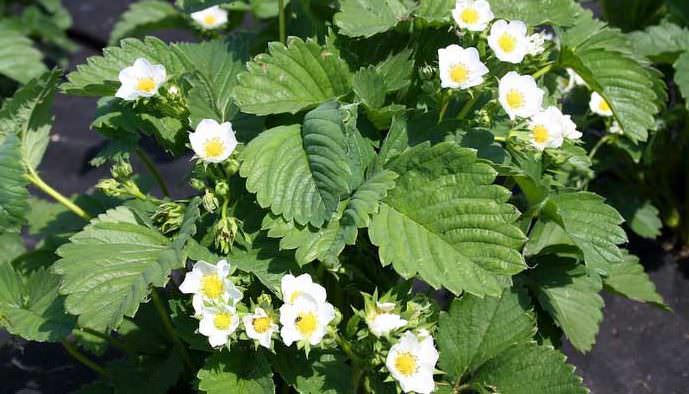 Клубника «Холидей» обладает хорошей засухоустойчивостью и крайне редко поражается грибковыми болезнями