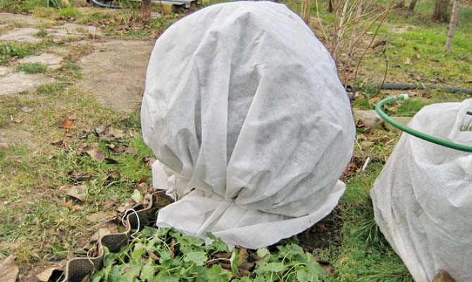 При осенней посадке и пересаживании туи необходимо осуществлять укрытие растения на зимний период