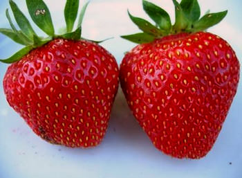 Клубника «Кармен» – новый сорт для наших садоводов