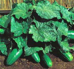 Кустовые огурцы выглядят как небольшой и компактный кустик