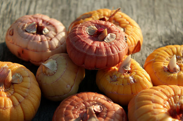 Луковицы сорта Оскар осенью (сентябрь — октябрь) выкапывают и хранят до весны
