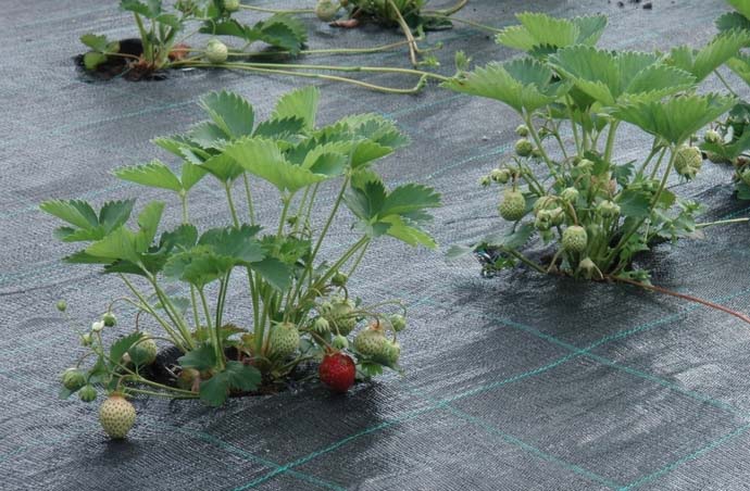 Чаще всего неорганическое мульчирование сопровождает выращивание садовой земляники на протяжении нескольких сезонов