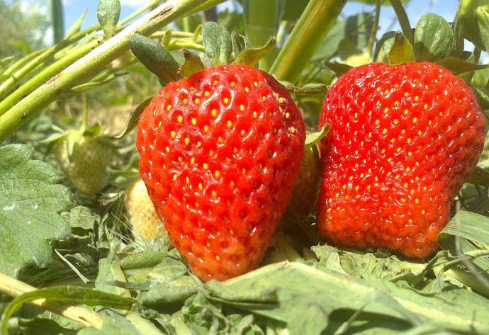 Сорт Сан-Андреас характеризуется отличной устойчивостью к вредителям и пятнистости