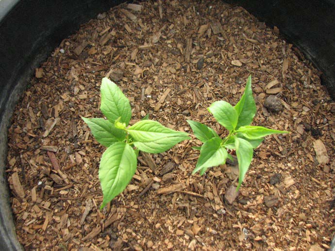 Саженцы теплолюбивых садовых культур очень требовательны к проведению мероприятий по уходу