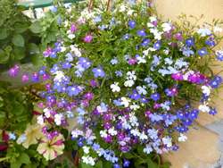 Лобелия ампельная пользуется популярностью у садоводов
