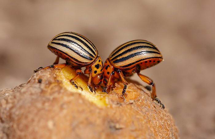 Оставшиеся после посева глазки и ростки можно разложить по границам участка для привлечения колорадского жука