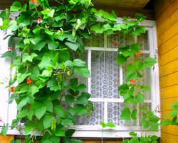 Декоративная фасоль используется в качестве привлекательного ландшафтного элемента