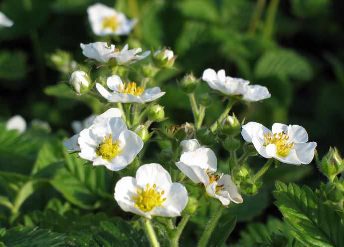 Садовая земляника «Альба» не требовательна к агротехнике