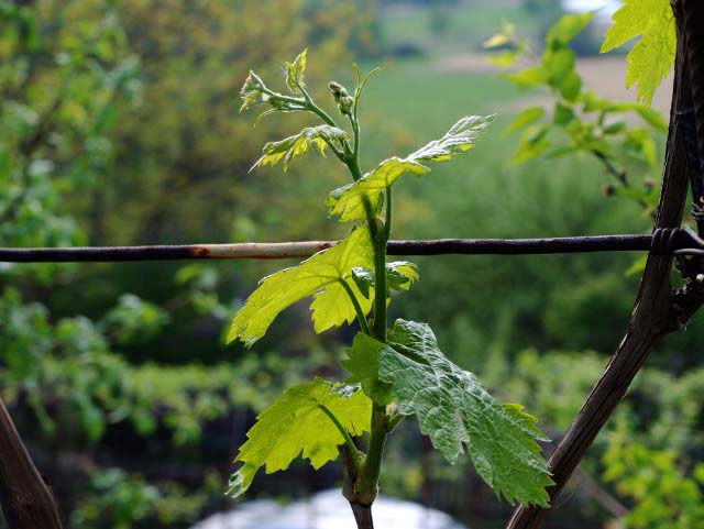 Если молодые растения помещены в богатую почву, то первые несколько лет они будут нуждаться лишь в подкормках