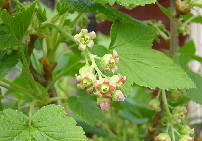 На стадии цветения смородины осуществляется обработка баковой смесью на основе Эпина и гуминовых растворо