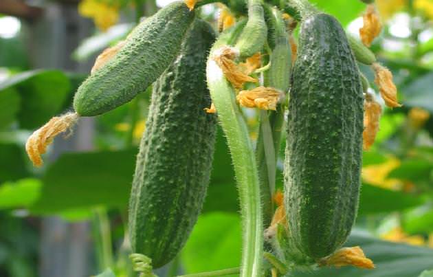 Среднеспелые сорта подходят для тех садоводов, которые проводят на даче долгое время и регулярно используют огурцы для летних салатов