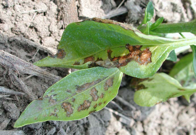Борьба с бактериальной пятнистостью должна начинаться сразу, как только листья или черенки потемнели