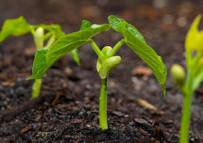 Вырастить декоративную фасоль достаточно просто