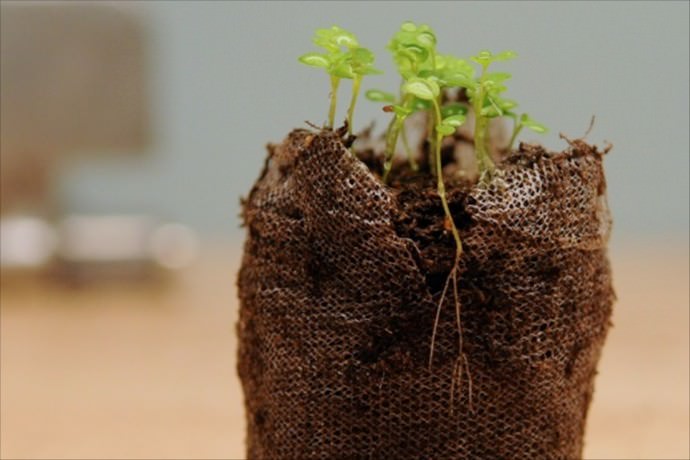 Посев семян клубники на рассаду осуществляется в феврале