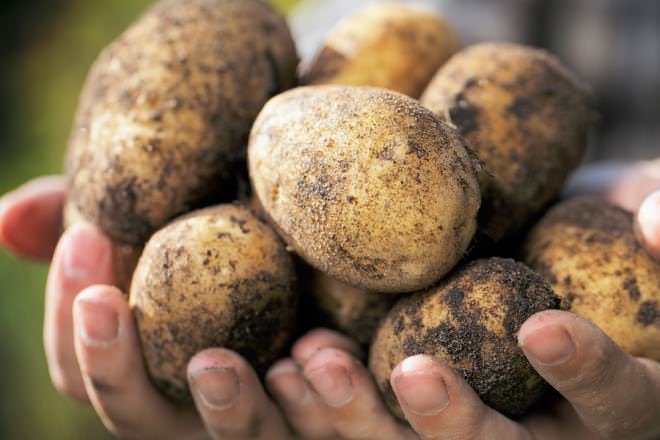 Картофель — это самый популярный "самостоятельный" продукт в нашем меню