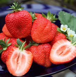 Клубника свит мери XXL в последнее время получила большую популярность среди садоводов