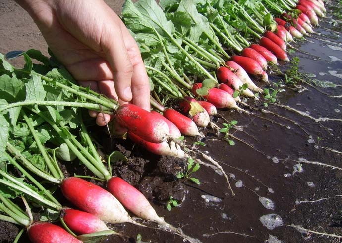 Вегетационный период при выращивании редиса сорта Французский завтрак достаточно короткий