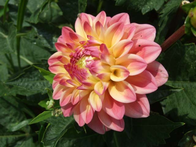 Георгина Принцесса Грация цветет в июле — октябре