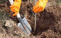 Пересадка персика и нектарина должна осуществляться в соответствии с особенностями агротехники