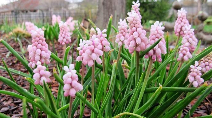 В России гиацинт называют гадючим луком