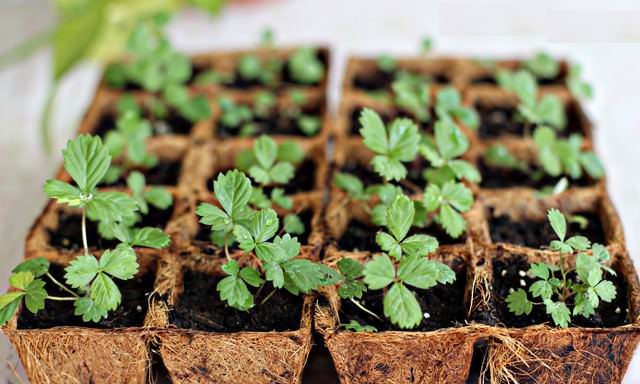 Посев земляники осуществляют в марте-апреле в лотки с влажным грунтом, можно в торфяные таблетки