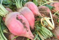 Кормовая свекла является сочным кормом для животных