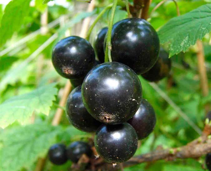 К преимуществам сорта Лентяй можно отнести устойчивость к вредителям и болезням