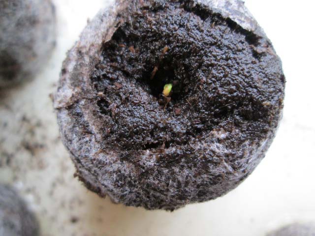 Размножать ремонтантную землянику можно посевом семенного материала