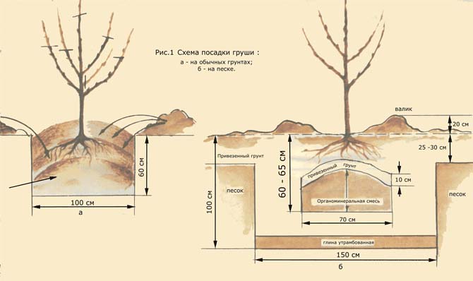 Схема посадки груши «Виктория» стандартная