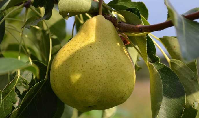 Груша «Пермячка» обладает достаточной зимостойкостью, что позволяет выращивать ее на Урале