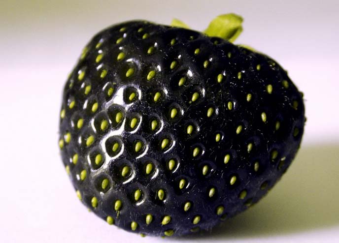 Вкус черной клубники необычный, напоминает ананас