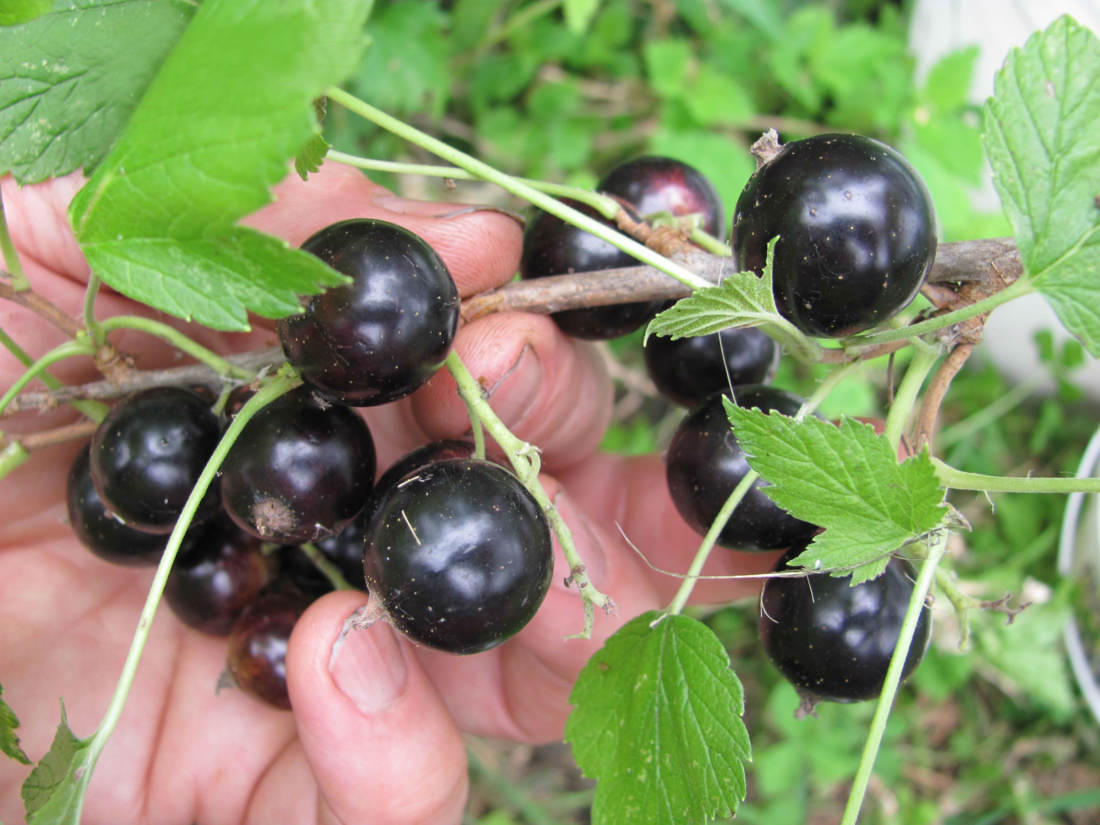 Большим спросом пользуется «Венера», которая отличается относительной зимостойкостью, устойчивостью к росе и клещам