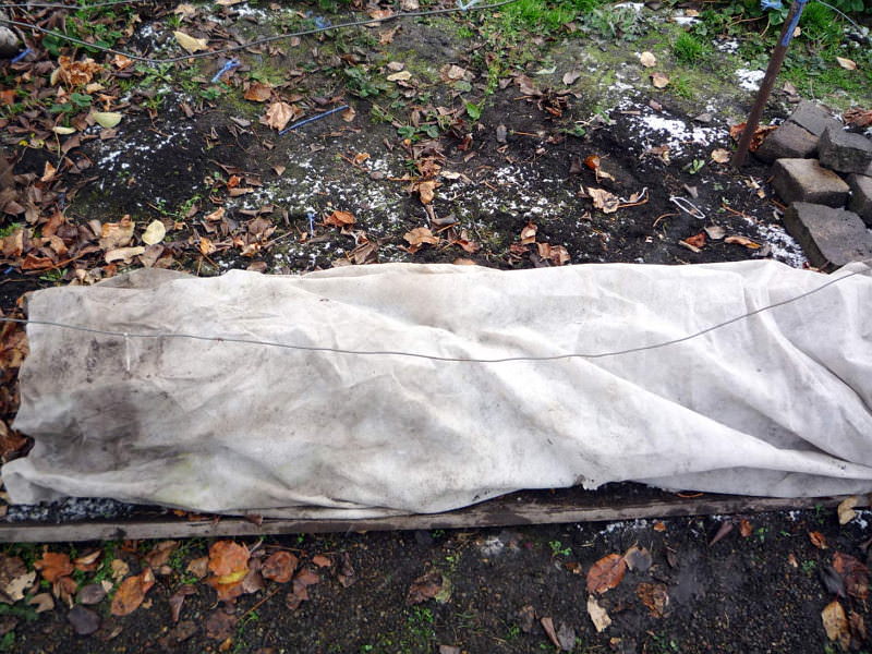 На зиму виноград укрывается листьями или просто старой пленкой